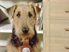 動画 ふしぎ犬トントン